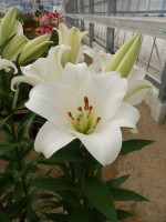 [4105 Savanne No102.JPG]